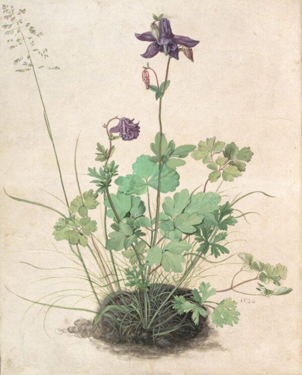 Columbine – Albrecht Dürer Albrecht Dürer 2024-11-14