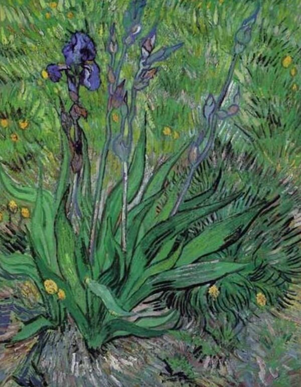 Iris II – Van Gogh Vincent Van Gogh 2024-11-21