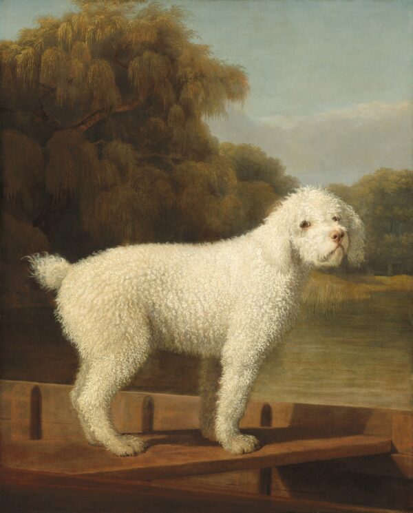 Caniche Bianco in una Punt – George Stubbs George Stubbs 2024-11-14