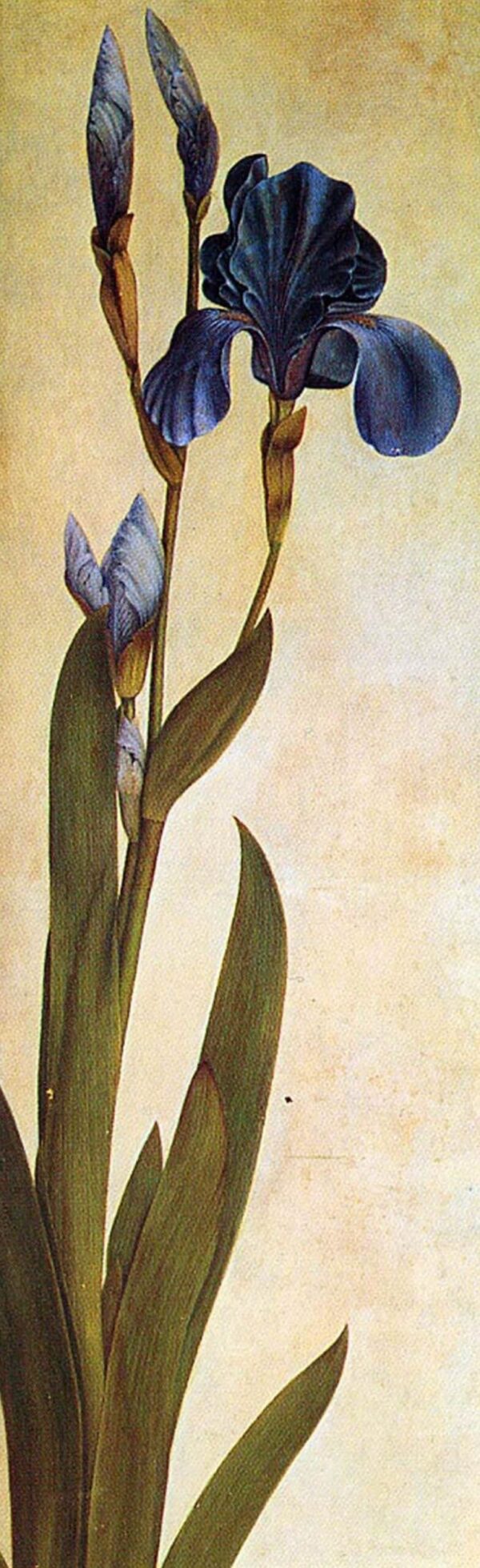 Un Iris – Albrecht Dürer Albrecht Dürer 2024-11-21