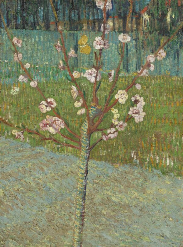 Mandorlo in fiore – Van Gogh Vincent Van Gogh 2024-11-21