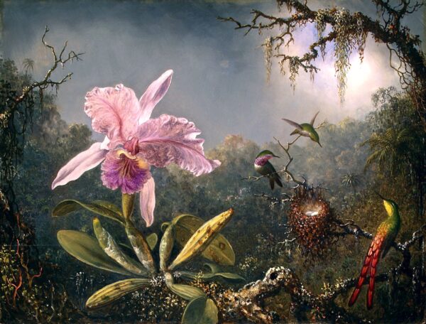 Orchidea Cattleya e tre colibrì – Martin Johnson Heade Martin Johnson Heade 2024-11-21