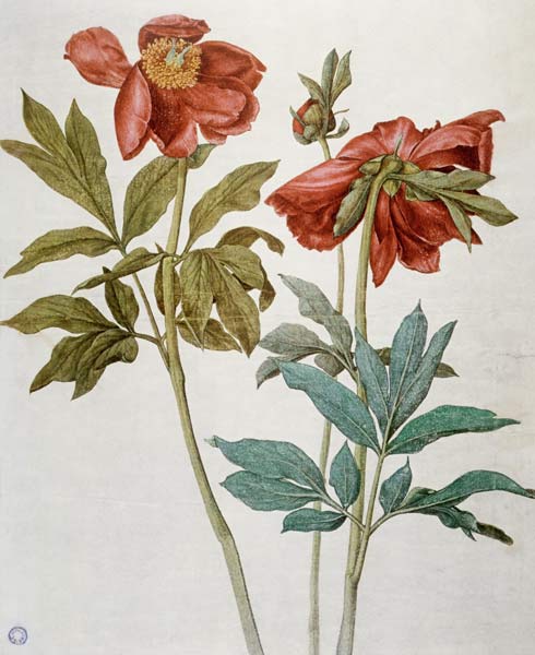 Peonie – Albrecht Dürer Albrecht Dürer 2024-11-21