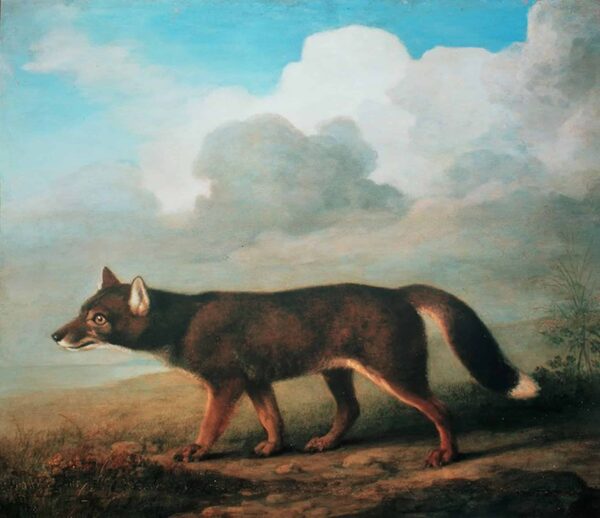 Ritratto di un grande cane della Nuova Olanda (Dingo) – George Stubbs George Stubbs 2024-11-14