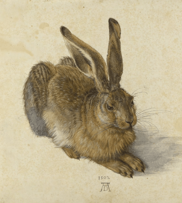 Le Lièvre – Albrecht Dürer Albrecht Dürer 2024-11-14