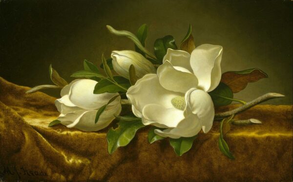 Magnolie su tessuto di velluto dorato – Martin Johnson Heade Martin Johnson Heade 2024-11-21