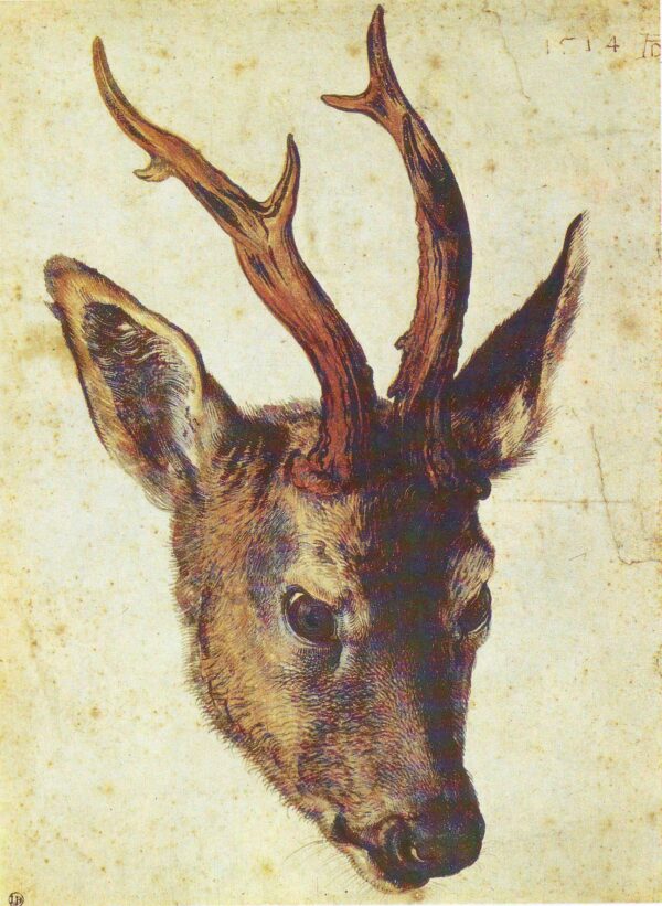 Testa di capriolo – Albrecht Dürer Albrecht Dürer 2024-11-21