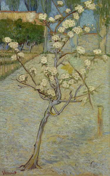 Piccolo pero in fiore – Van Gogh Vincent Van Gogh 2024-11-21