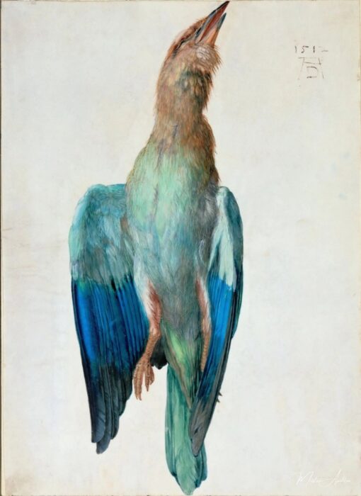 Corvo a cappuccio – Albrecht Dürer Albrecht Dürer 2025-05-16