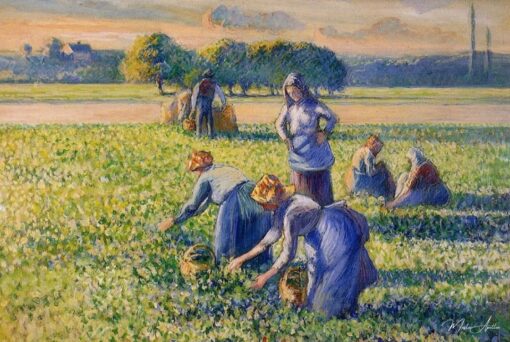 La Raccolta dei piselli – Camille Pissarro Camille Pissarro 2025-05-01 2