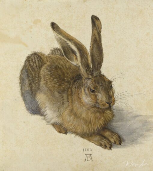 Il Lepre – Albrecht Dürer Albrecht Dürer 2025-05-08 2