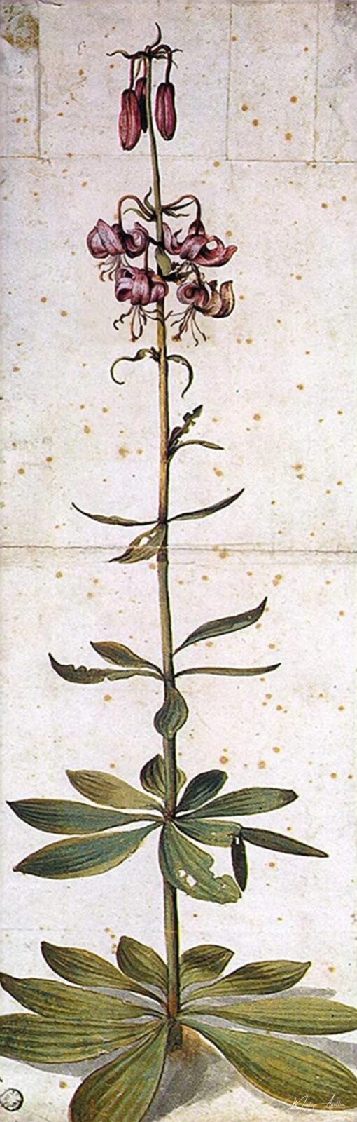 Giglio a capuchon turco – Albrecht Dürer Albrecht Dürer 2025-05-16