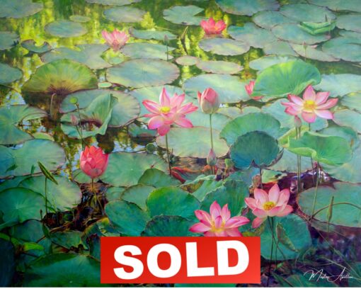 Nénufari | 200 x 150 cm Pittura Originale in Vendita 2025-04-27