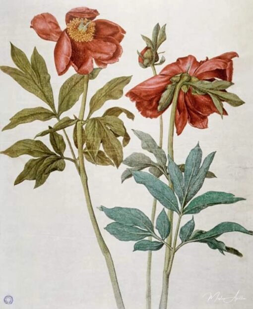 Peonie – Albrecht Dürer Albrecht Dürer 2025-05-16